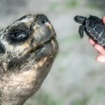 Una tortuga gigante de Galápagos se convirtió en padre a los 134 años