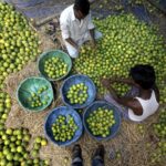 Reforzarán seguridad en Michoacán para proteger a productores de cítricos