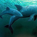 México y ONG confirman el avistamiento de entre siete y 10 ejemplares de vaquita marina