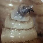 Confirman primer caso de gusano barrenador en humano de Mérida; van ocho en todo Yucatán