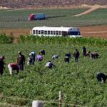 Se trabaja en plan de justicia social y laboral para jornaleros de San Quintín: Claudia Sheinbaum