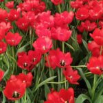 Atlixco impulsa la producción de tulipán holandés rumbo al 14 de febrero