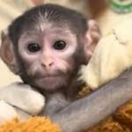 Conoce a “Punch mexicano”, el mono bebé que conmueve a las redes sociales