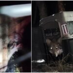 Liberaron loba mexicana en Chihuahua; vuelve plan de reintroducción