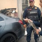 Policías rescatan a un caimán hallado dentro de una vivienda en Álvaro Obregón