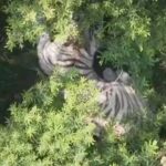 Localizan tigre de Bengala tras días de búsqueda en Edomex