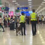 Binomio canino detecta más de 12 kilos de aparente cocaína en el Aeropuerto de Cancún