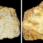 Hallan fragmento de cráneo humano de más de 200 mil años en España