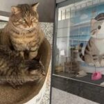 El refugio de gatos más viral del mundo está en un aeropuerto internacional y tiene a tres felinos patrullando las puertas de embarque