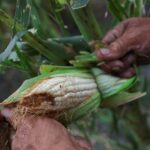 Apuestan por bacterias y hongos para reducir agroquímicos en Michoacán