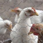 Puerto Rico confirma casos de gripe aviar en patos y gallinas de Guinea; activan cuarentenas